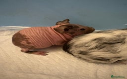 Guinea Pig rodents for sale: Skinny Pigs and Skinny Carriers - Image 4
