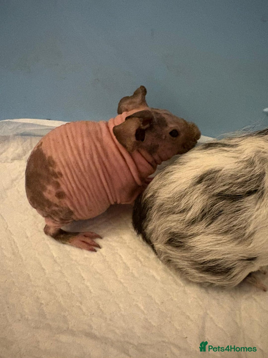 Guinea Pig rodents for sale: Skinny Pigs and Skinny Carriers - Image 4