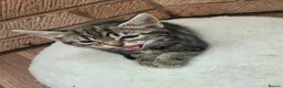Mixed Breed cats for sale: 7 adorable kittens ready for a new home - Advert 20