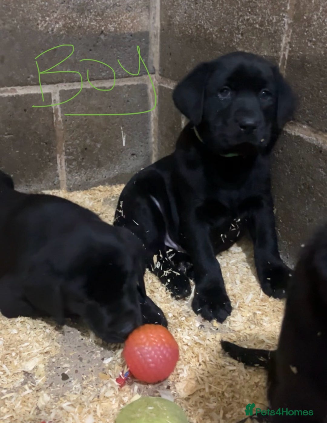 Labrador Retriever dogs for sale: READY NOW.Beautiful black KC registered Labradors  - Advert 11