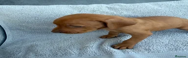 Hungarian Vizsla 6 Brown
