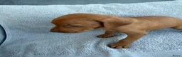 Hungarian Vizsla dogs for sale: 🐾 10 Beautiful Hungarian Vizsla Puppies 🐾 - Advert 6