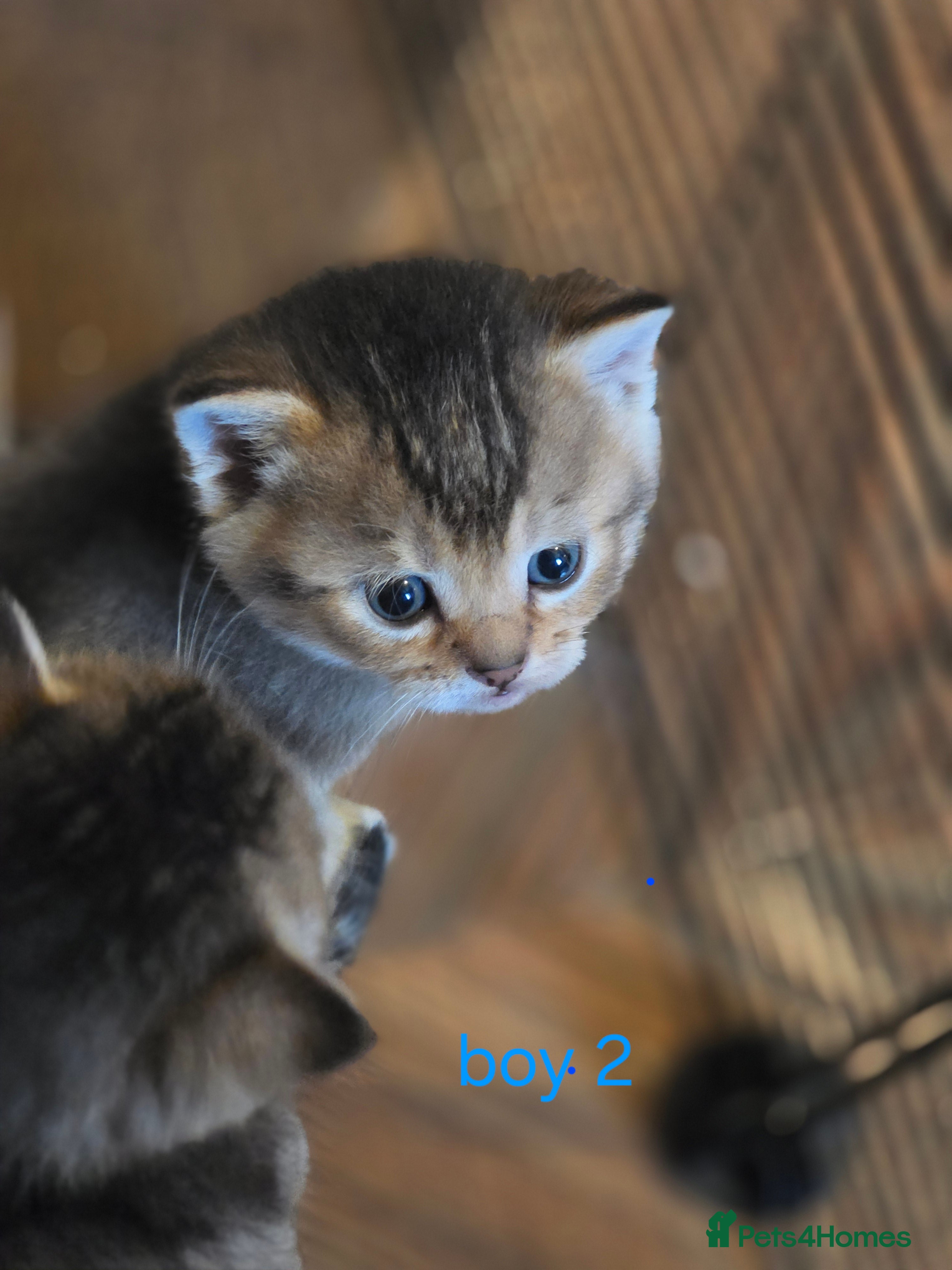 British Shorthair cats 🥰Rare colours of British kittens, reservations🤩 - Advert 1