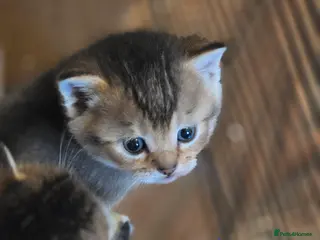 British Shorthair cats 🥰Rare colours of British kittens, reservations🤩 - Advert 5
