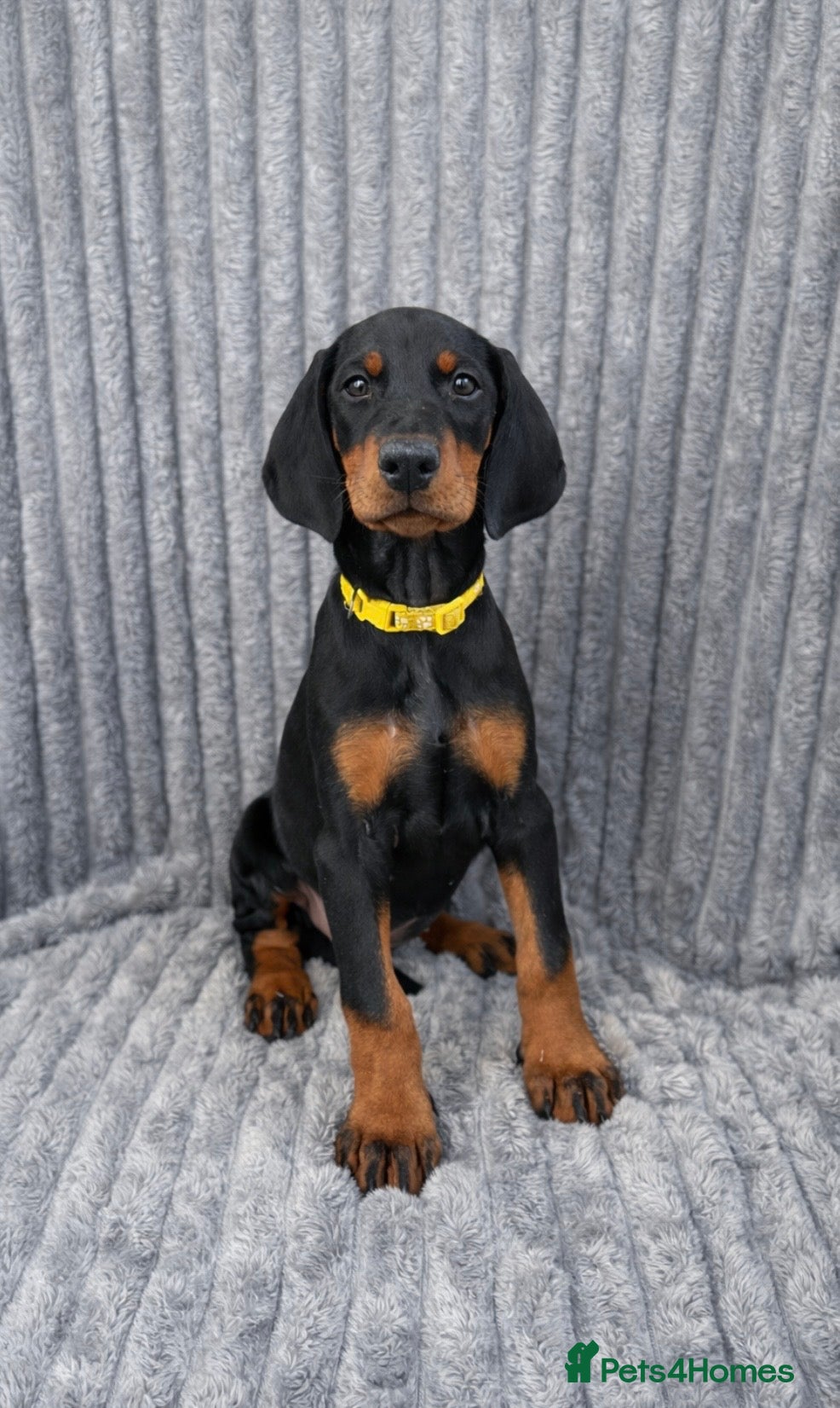 Dobermann dogs Top KC Registered Doberman Pups! 🩷 Ready NOW! 🩷 - Advert 10