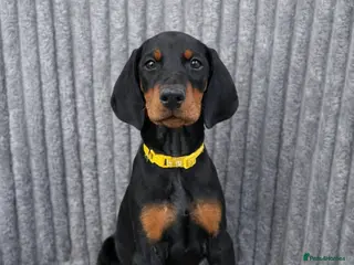 Dobermann dogs Top KC Registered Doberman Pups! 🩷 Ready NOW! 🩷 - Advert 10