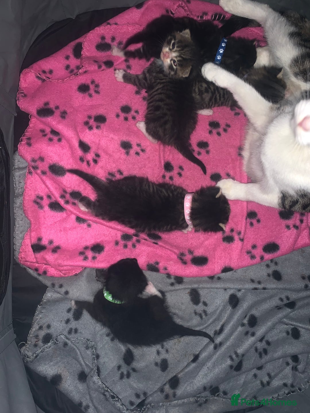 Mixed Breed cats for sale: beautiful kittens  - Image 8