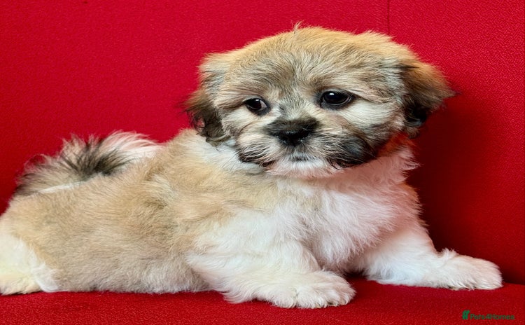 Mixed Breed dogs - Advert 15