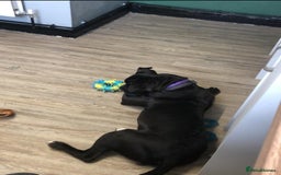 American Bull Staffy dogs for sale: american staffordshire for sale  - Image 9