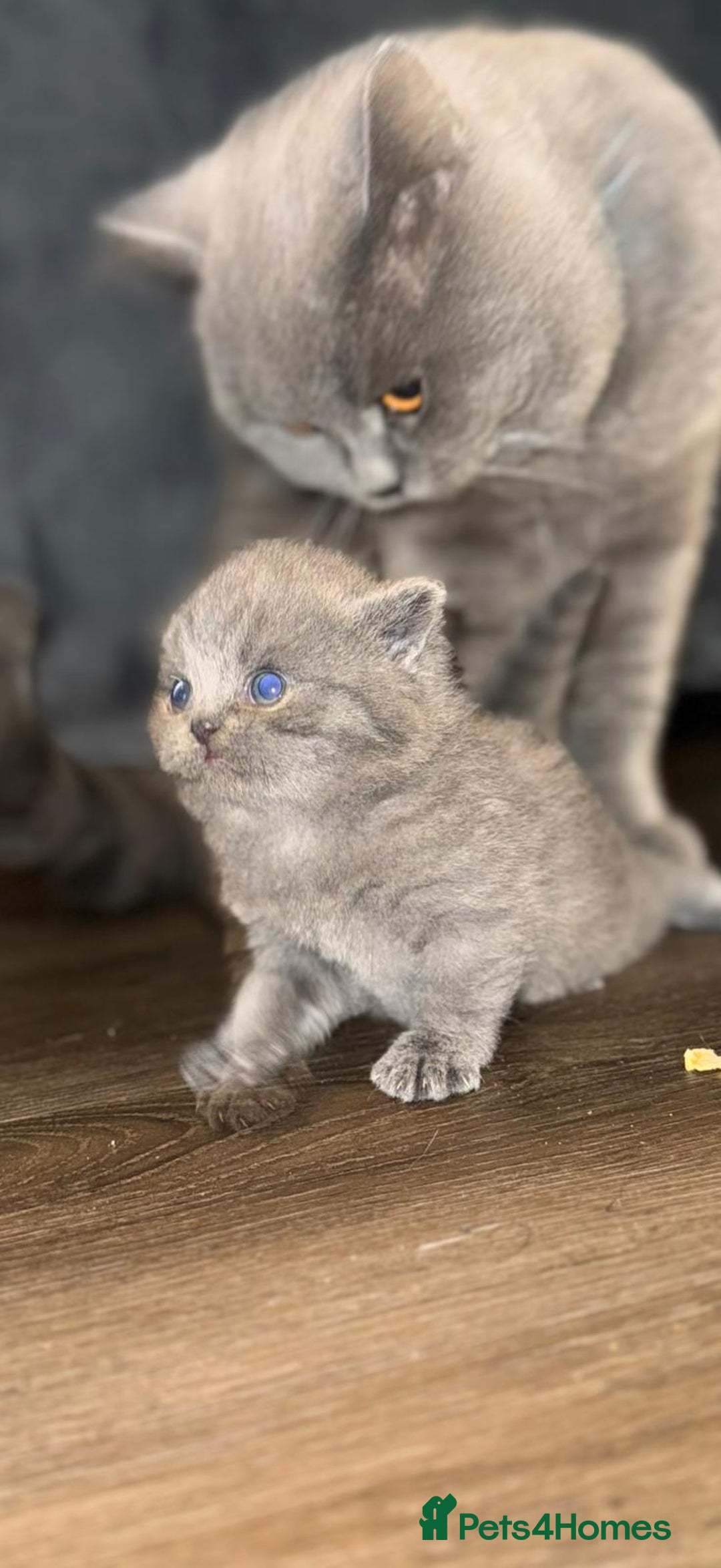 British Shorthair cats for sale: Five cute and naughty kittens for sale - Image 3
