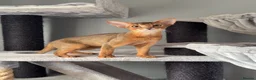 Abyssinian cats for sale: Gorgeous Abyssinian ruddy girls🤎❤️ - Advert 7