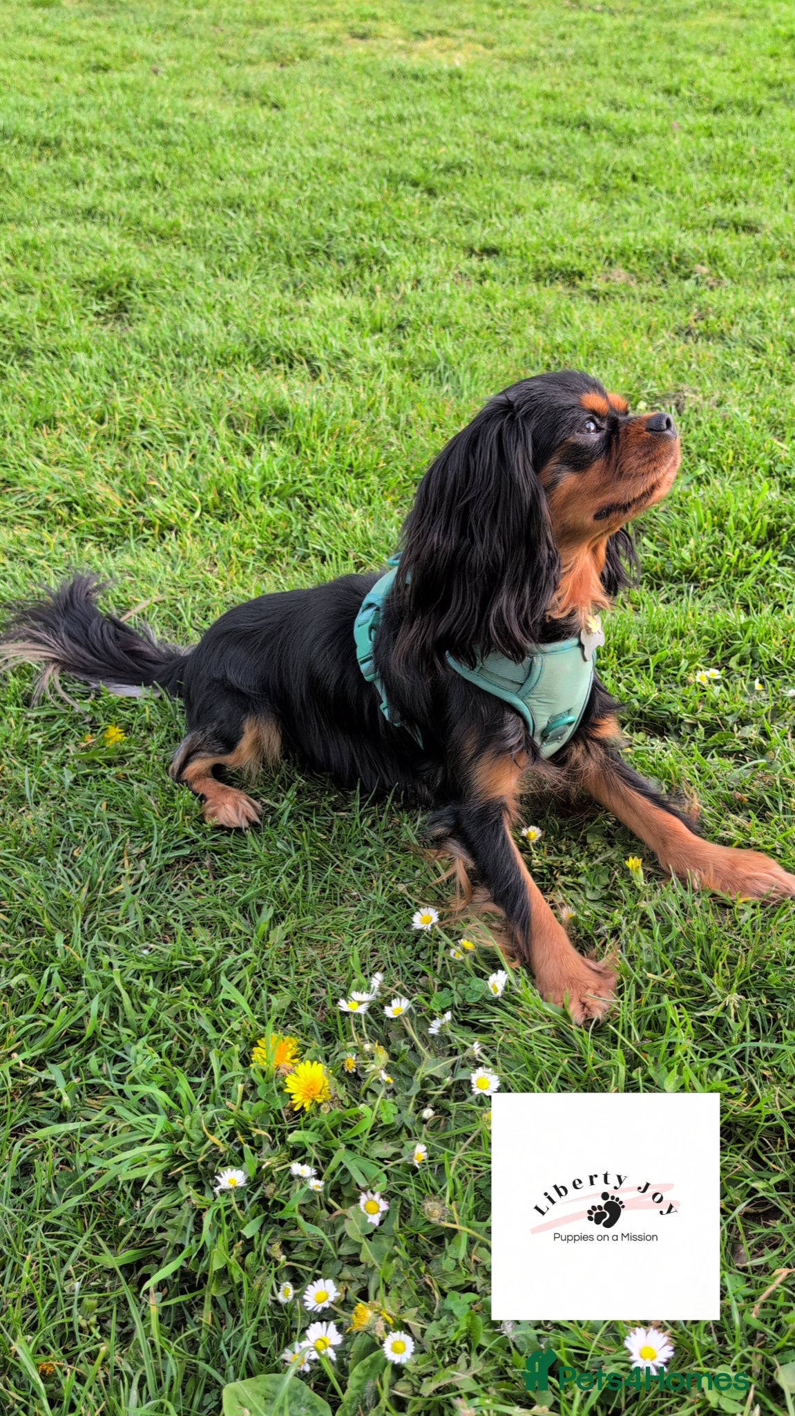 Cavalier King Charles Spaniel dogs GREEN DOPPLER, KC Cavalier STUD. Health Tested - Advert 3