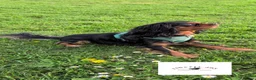 Cavalier King Charles Spaniel dogs for stud: GREEN DOPPLER, KC Cavalier STUD. Health Tested - Advert 3