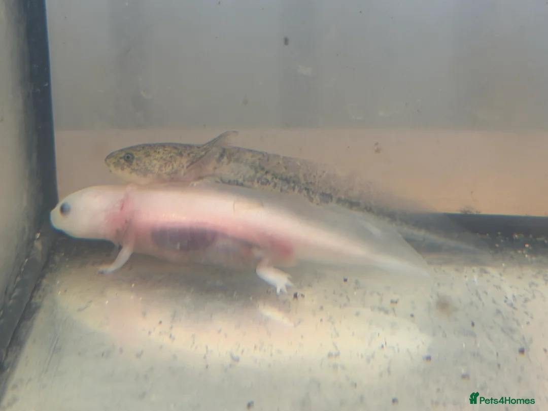 Axolotl reptiles for sale: Axolotl - Advert 23