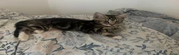 British Shorthair cats for sale: 2 girls 1 boys ready for rehoming - Advert 2