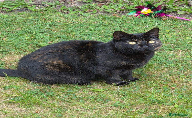 Domestic Shorthair cats - Advert 2