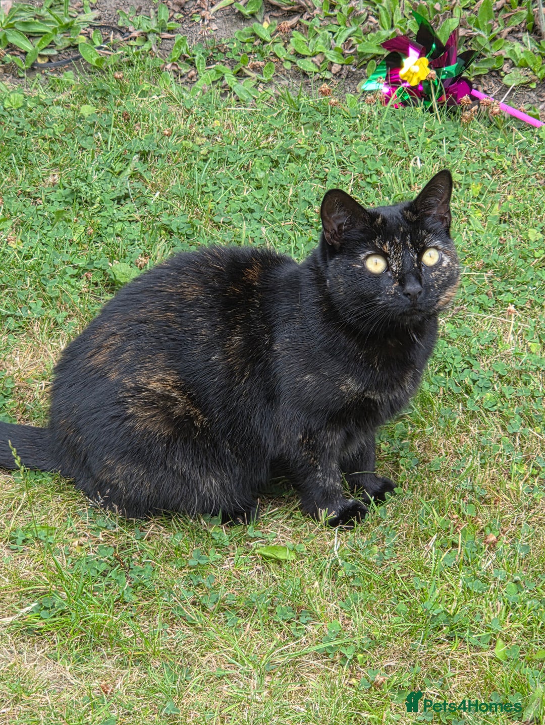Domestic Shorthair cats for sale: Female Tortoise Shell Cat - Image 1