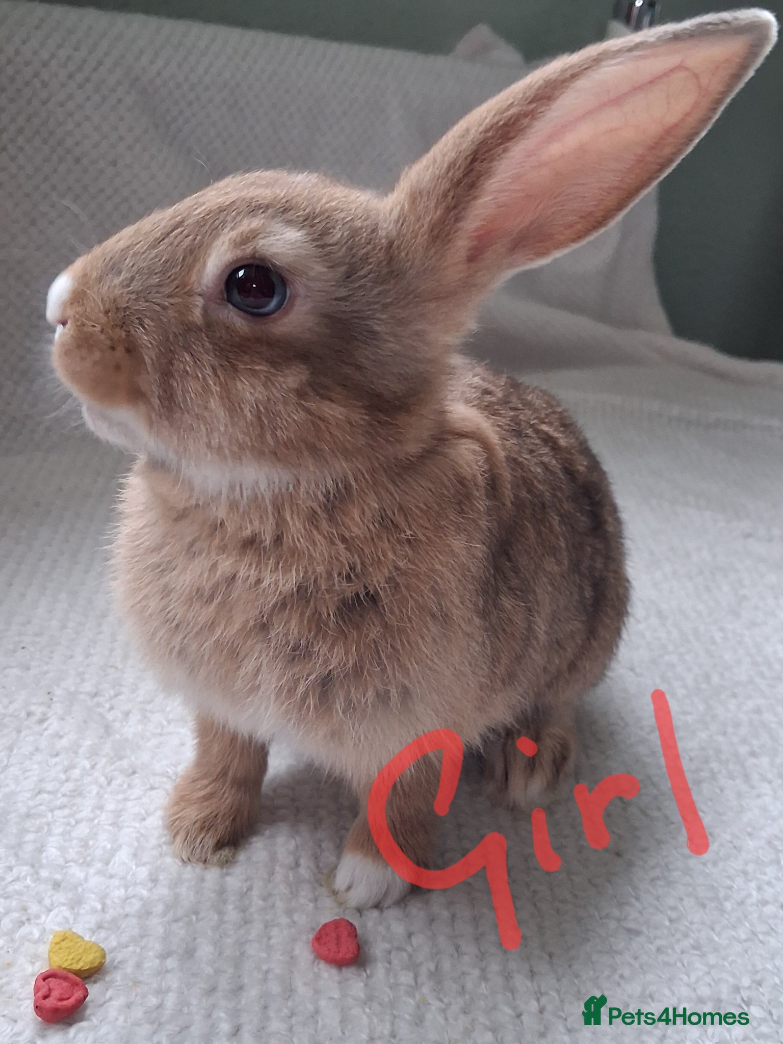 Rex rabbits Mini lop x rex and 2 pure re **  - Advert 3