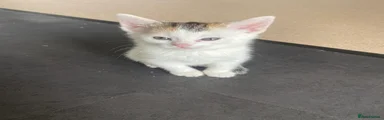 American Wirehair Kitten 2