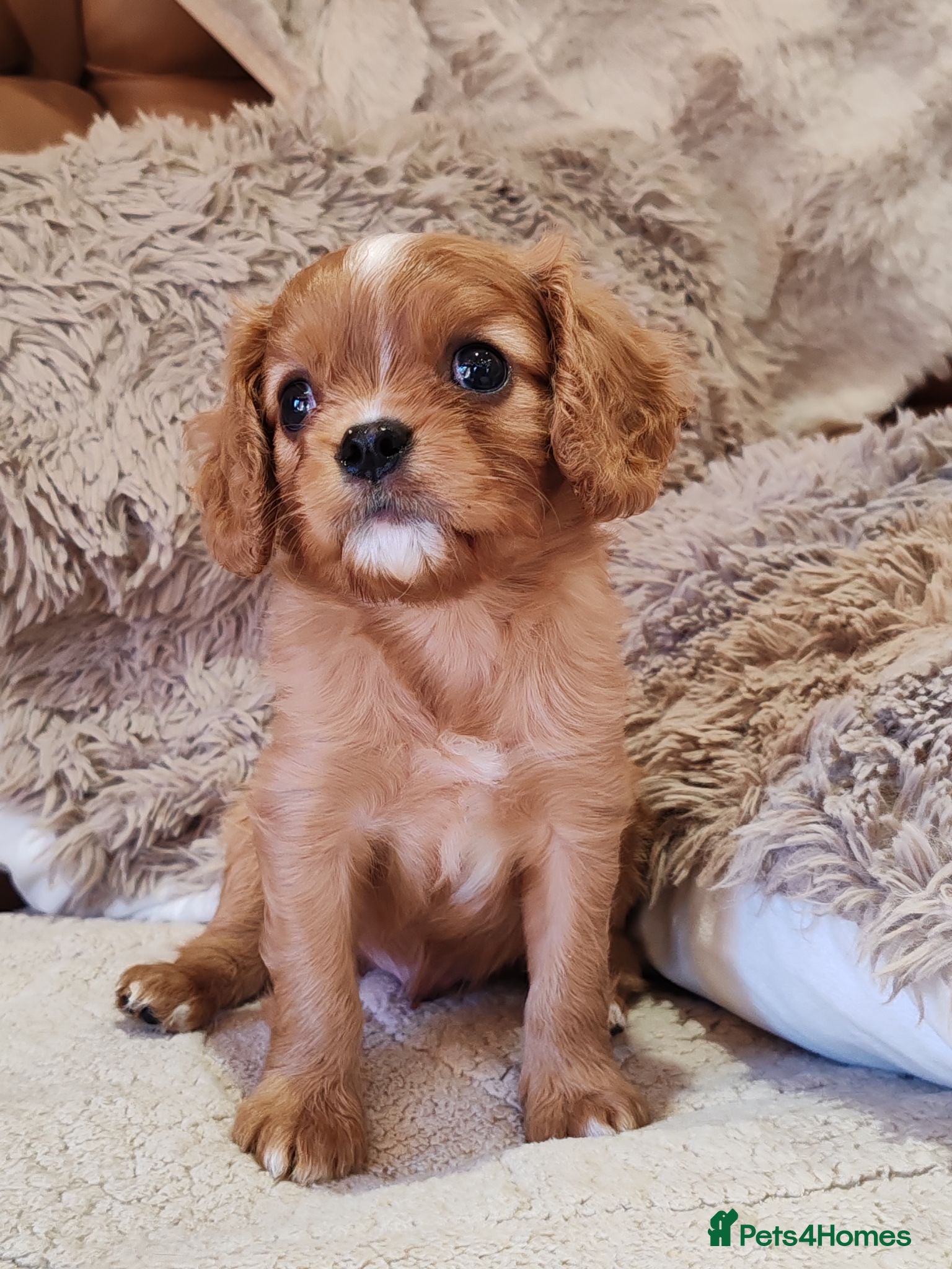 Cavalier King Charles Spaniel dogs KC Reg Ruby Male Available Doppler Tested Parents  - Advert 1