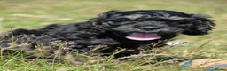 American Cocker Spaniel dogs for sale: ADORABLE YANKEE DOODLES  in Lauder - Advert 14