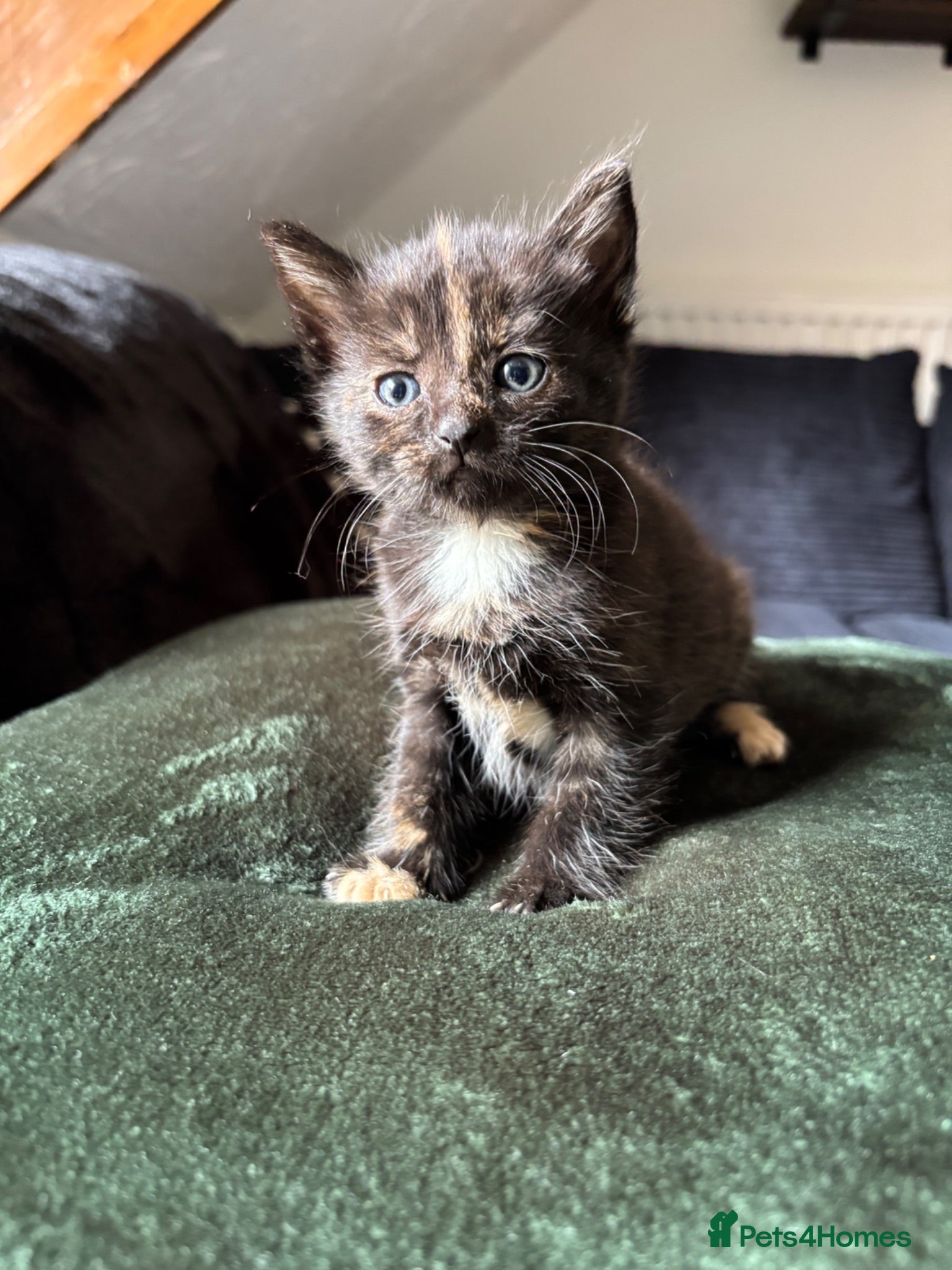 Mixed Breed cats Kittens For Sale - Advert 9