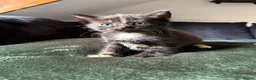 Mixed Breed cats for sale: Kittens For Sale - Advert 11