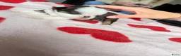 Pug dogs for sale: pug puppies  - Advert 15
