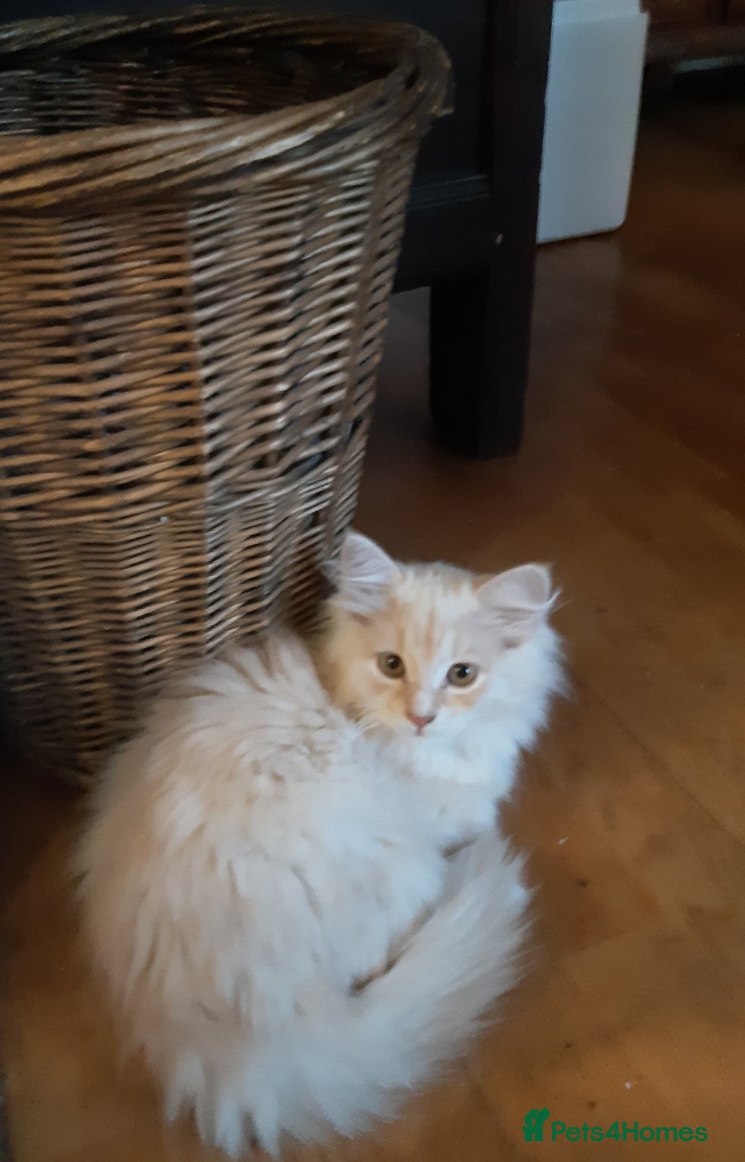 Siberian cats for sale: Three Beautiful Blond Siberian Kittens - Image 6
