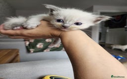 Ragdoll cats for sale: Blue mitted ragdoll kittens  - Image 7