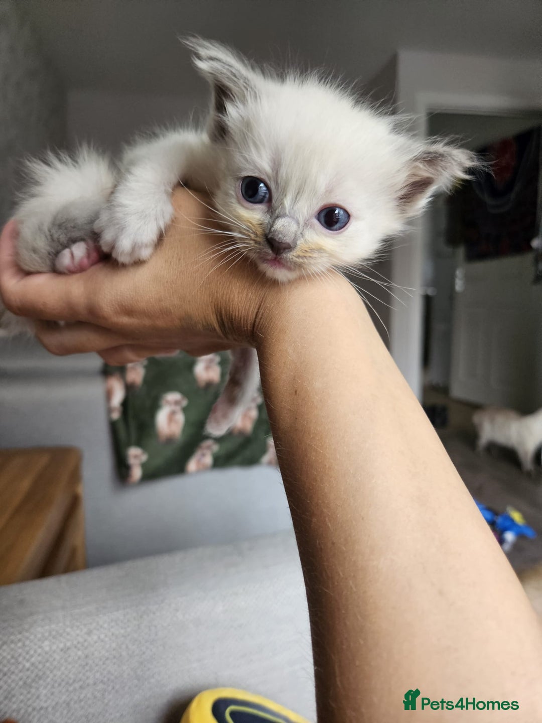 Ragdoll cats for sale: Blue mitted ragdoll kittens  - Image 7