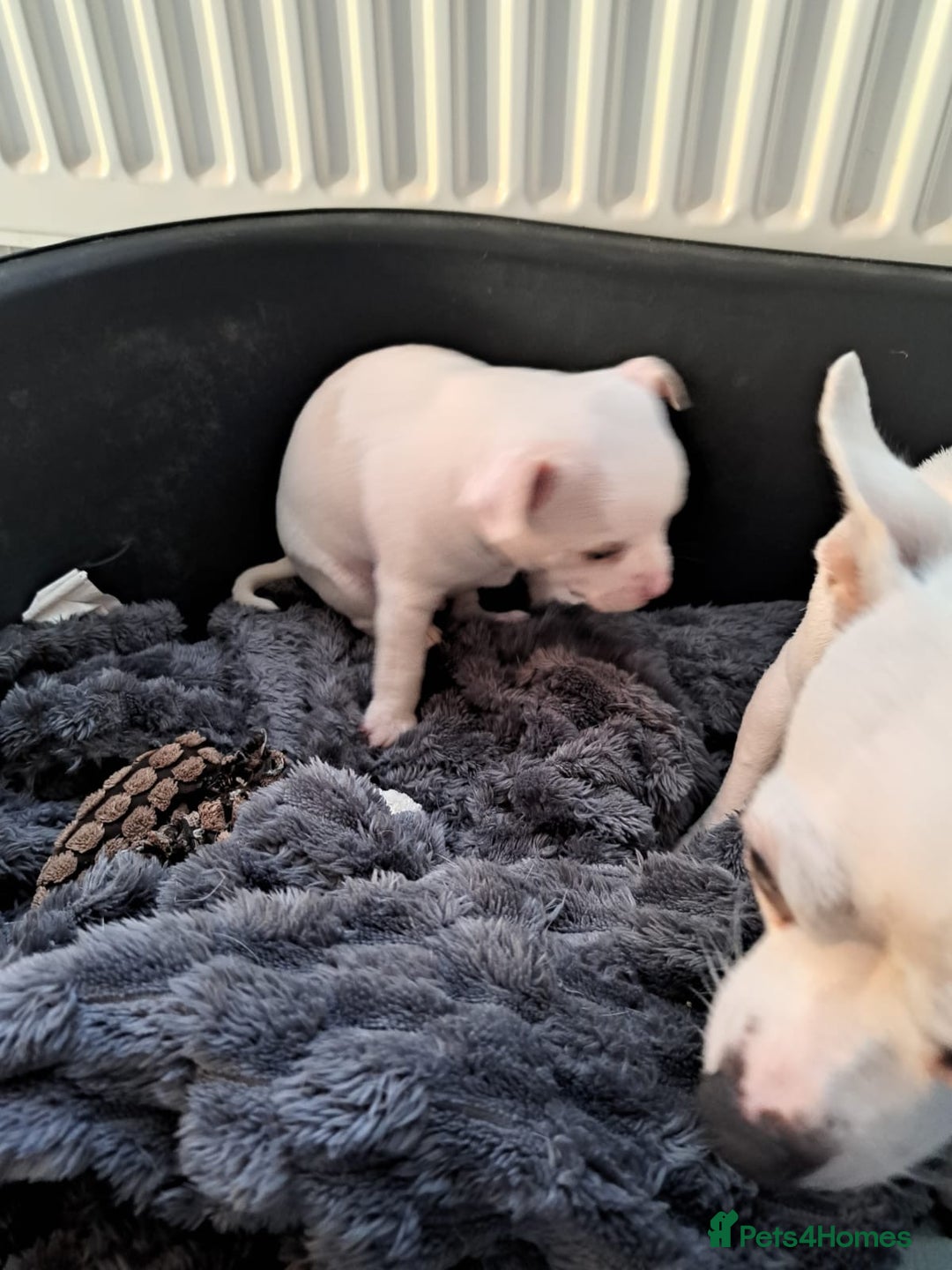Chihuahua dogs for sale: Chihuahua puppy boy  - Image 3