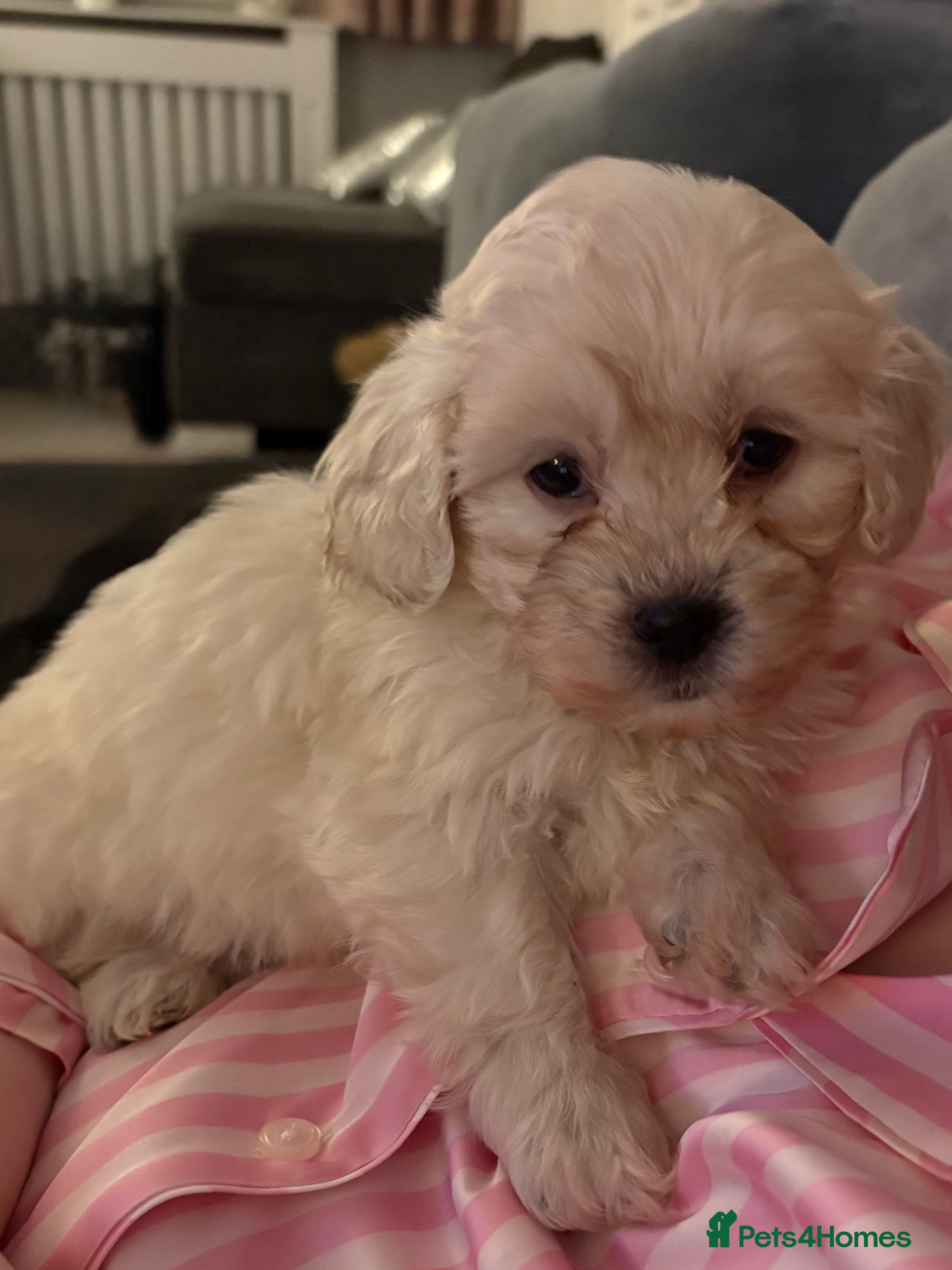 Shihpoo dogs 🩵 1 Male Shihpoo puppiy for sale 🩵 - Advert 5
