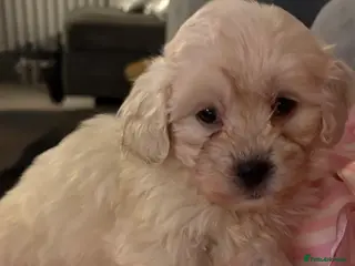 Shihpoo dogs 🩵 1 Male Shihpoo puppiy for sale 🩵 - Advert 5