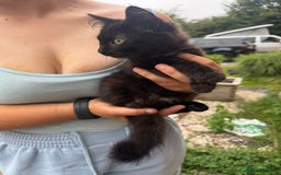 Domestic Shorthair cats for sale: 1 short hair, 3 semi long hair domestic kittens. - Image 8