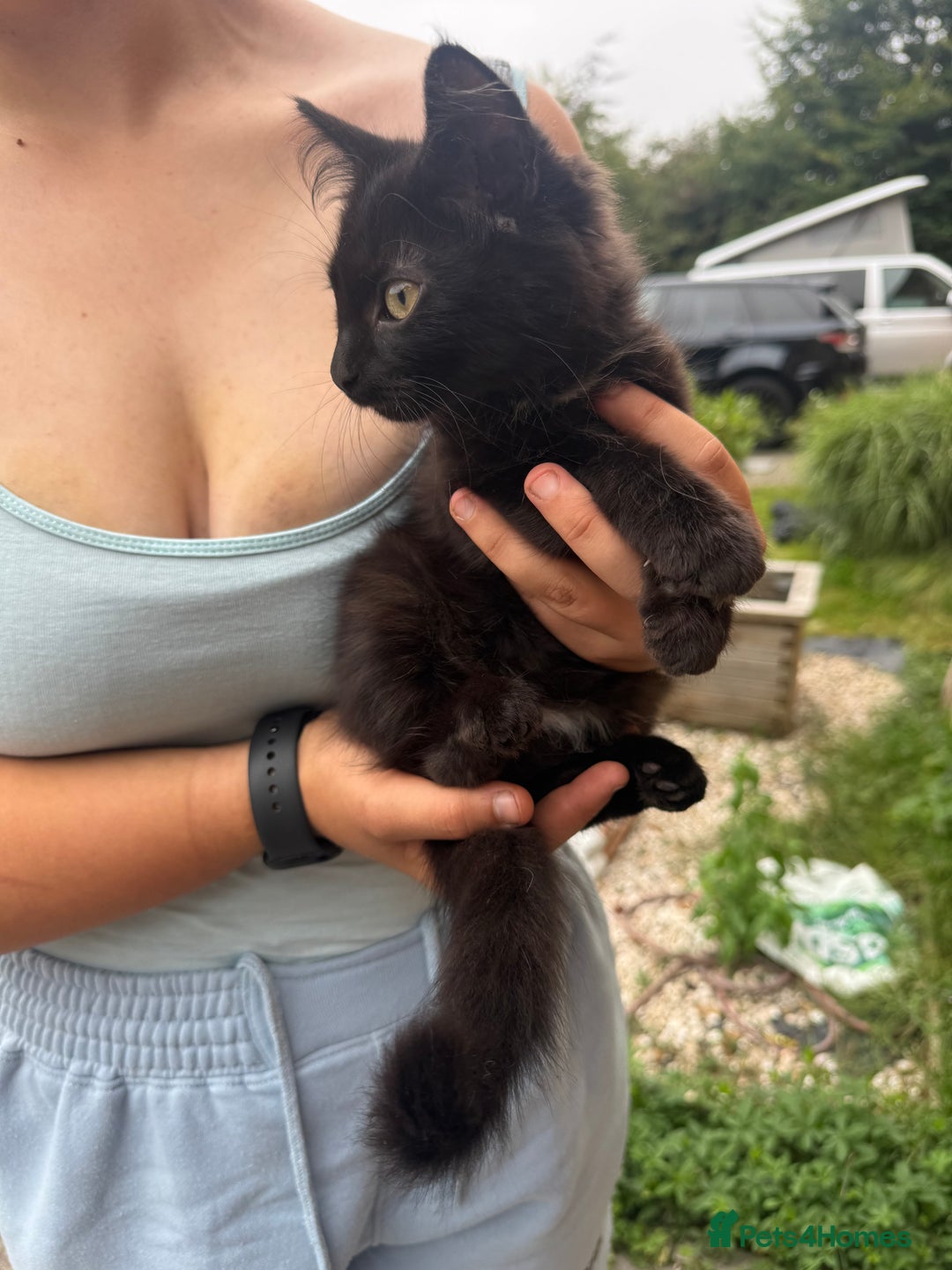 Domestic Shorthair cats for sale: 1 short hair, 3 semi long hair domestic kittens. - Image 8