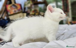 Mixed Breed cats for sale: Beautiful friendly kittens for sale - Image 3