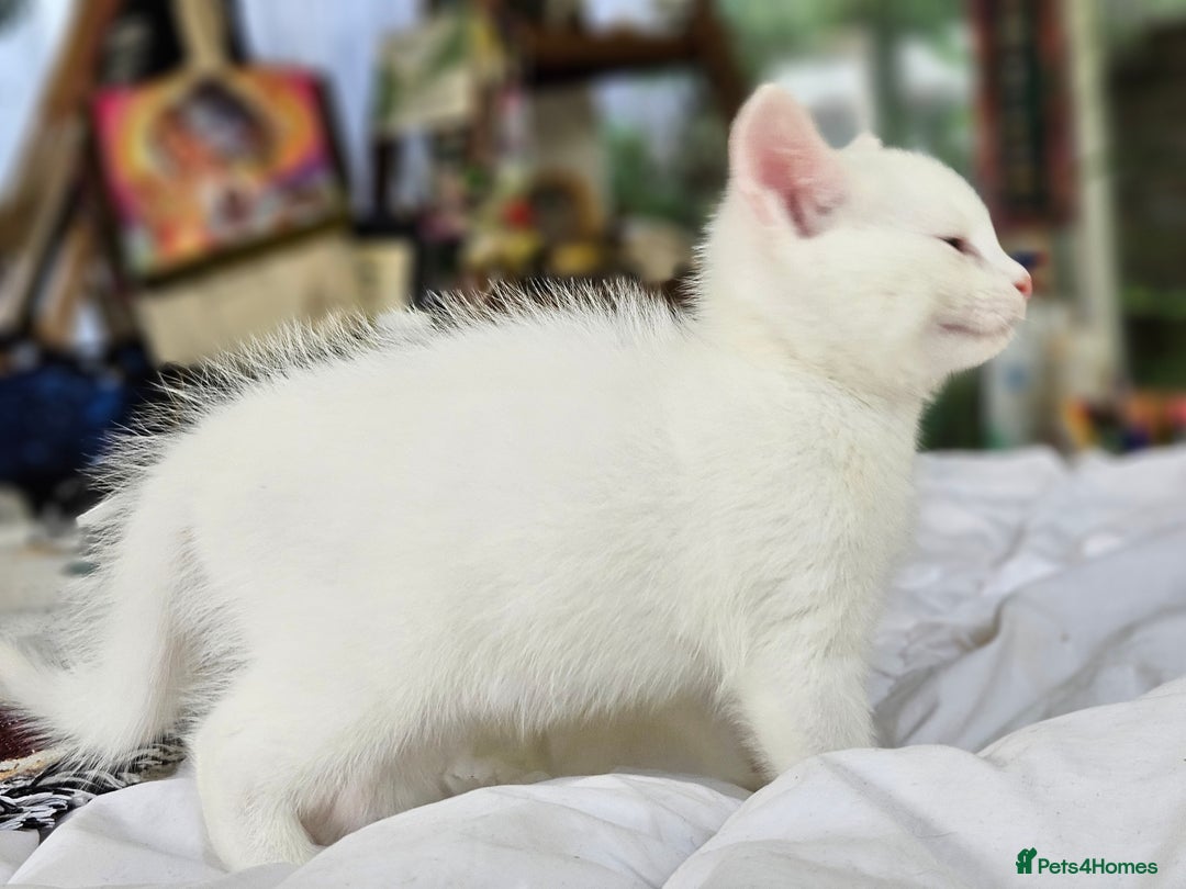 Mixed Breed cats for sale: Beautiful friendly kittens for sale - Image 3