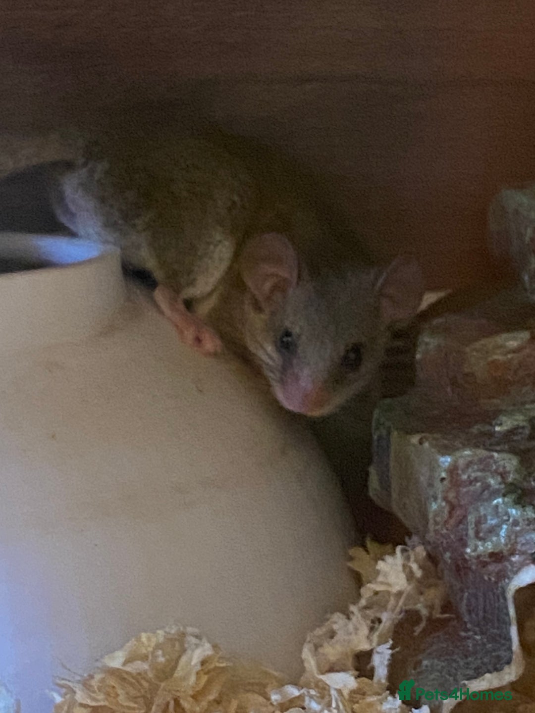 Mouse rodents for sale: 10 weeks old baby squirrels - Image 8