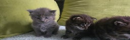 Maine Coon cats for sale: Maine Coon Kittens Booking  - Advert 2