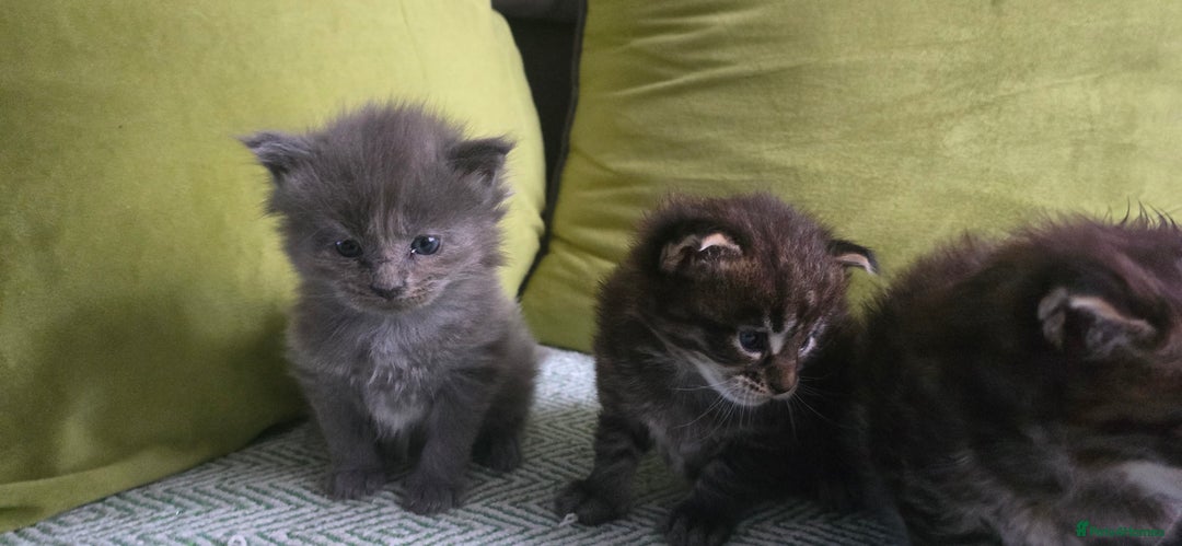 Maine Coon cats for sale: Maine Coon Kittens Booking  - Advert 2