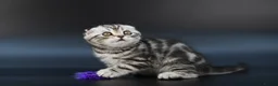 Scottish Fold cats for sale: LICENSED CATTERY, PURE BREED TOP QUALITY KITTENS - Advert 20