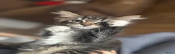 Mixed Breed cats for sale: 3 beautiful kittens for sale  - Advert 21