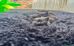 Persian cats for sale: Half Persian Kittens  - Image 11