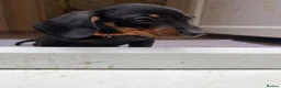 Dachshund dogs for sale: Male Dachshund puppy - Advert 7