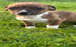 Jack Russell dogs for sale: Miniature Jack Russell’s  - Image 10