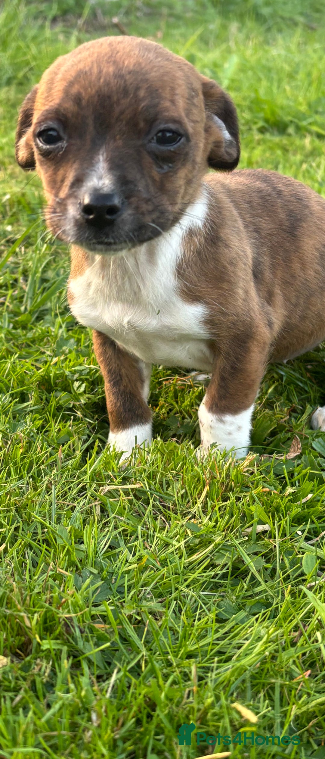 Jack Russell dogs for sale: Miniature Jack Russell’s  - Image 10