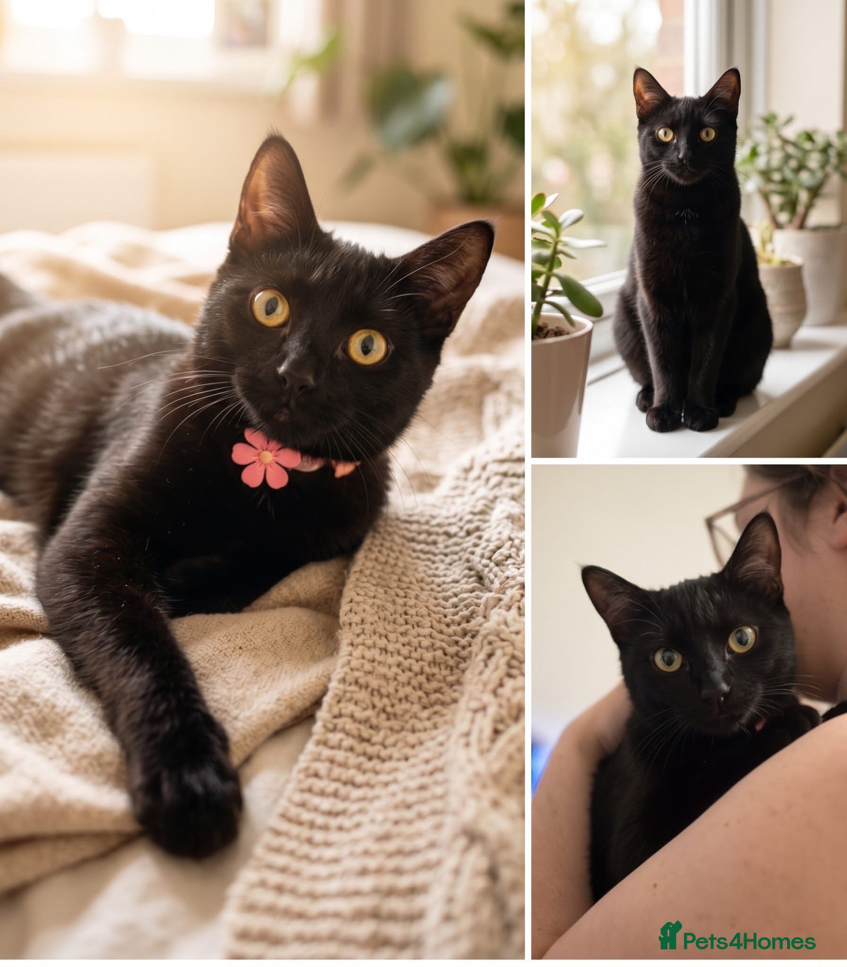 Mixed Breed cats Loving forever home needed for our sweet Lucy 🐾 - Advert 3