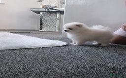 Pomeranian dogs for sale: HIGH QUALITY TEDDY Face POMERANIAN ** 💕💞💓💞💕 - Image 3
