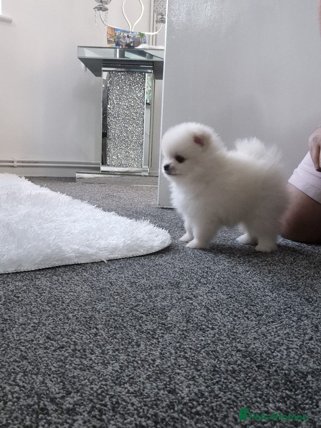 Pomeranian dogs for sale: HIGH QUALITY TEDDY Face POMERANIAN ** 💕💞💓💞💕 - Image 3